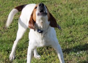 Vineyard's Rescue Dog